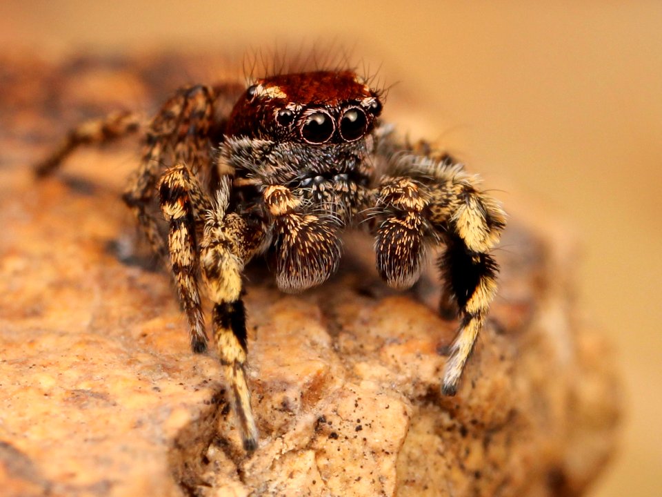 Kaldari Habronattus peckhami male 05 cropped