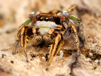 Kaldari Habronattus klauseri male 01