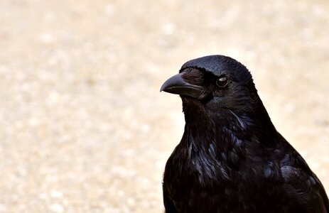 Black raven bird feather