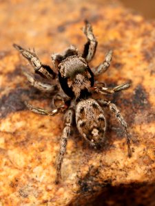 Kaldari Habronattus coecatus male 02