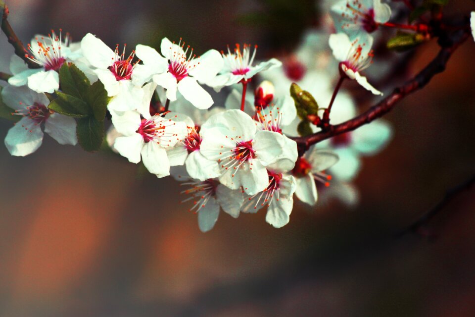 Fruit spring nature