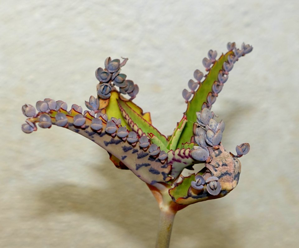 Kalanchoe daigremontiana - Orto botanico - Rome, Italy - DSC00033
