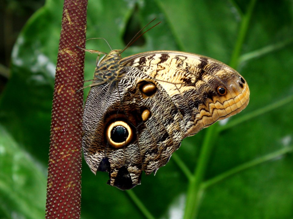 Kaldari Caligo memnon 01