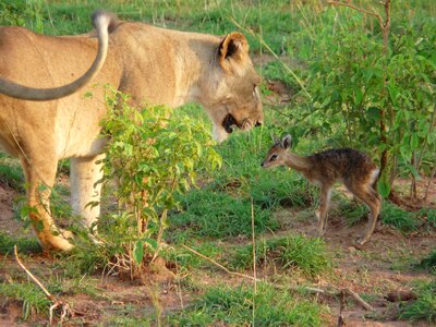 Kob uganda nature photo