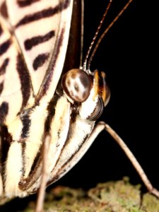 Kaldari Colobura dirce 01