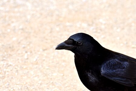 Black raven bird feather photo