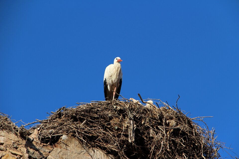Stork nest kasbah marrakesh