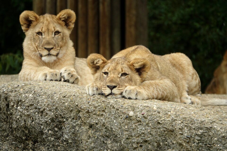 Tired rest sweet twins