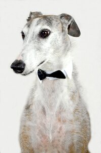 Spanish greyhound fly collar photo