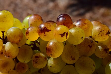 Fruit table grapes healthy photo