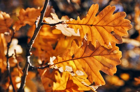 Oak leaf nature autumn photo