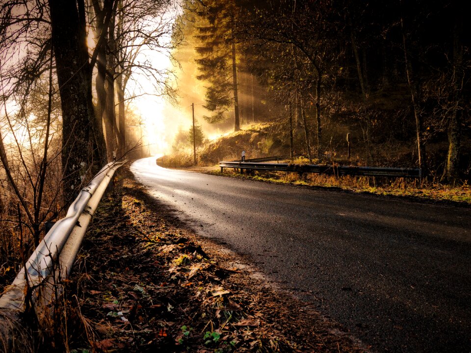 Haze mysterious light brown forest