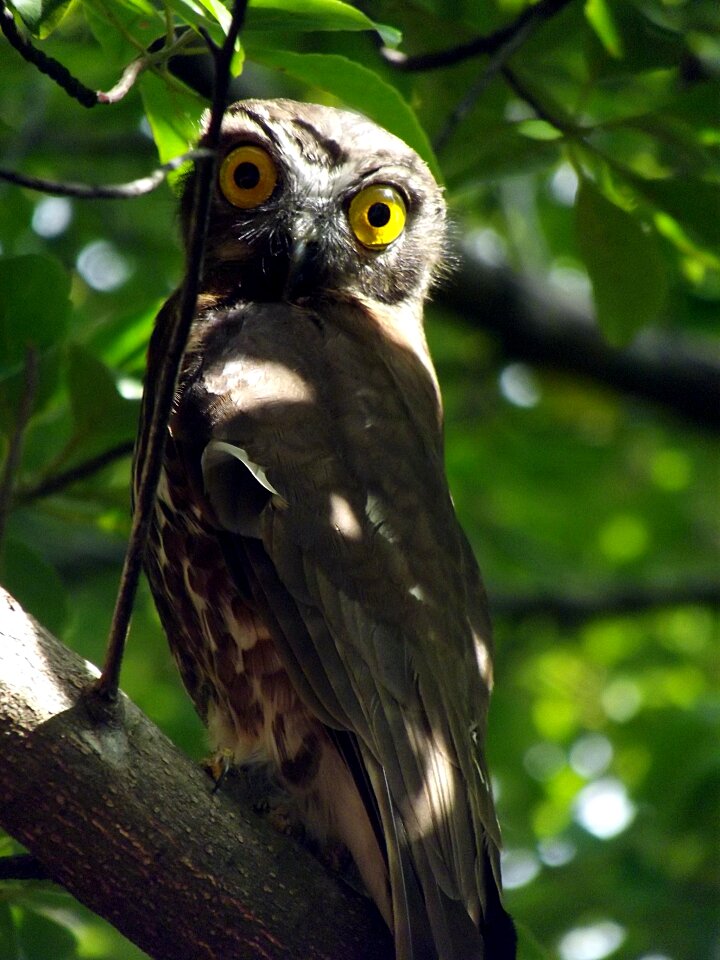 Eyes wildlife perched