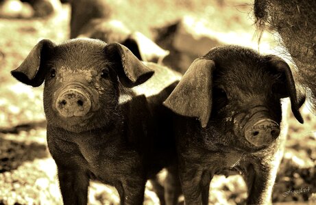 Pig animals basque country