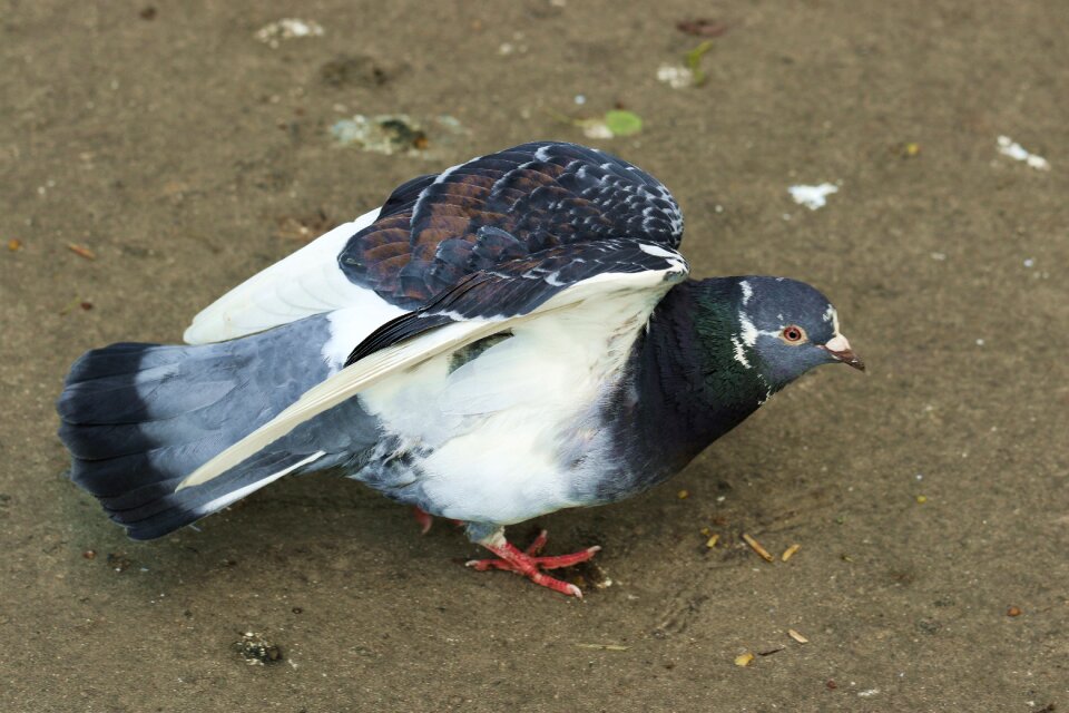 Wing nature pigeons photo