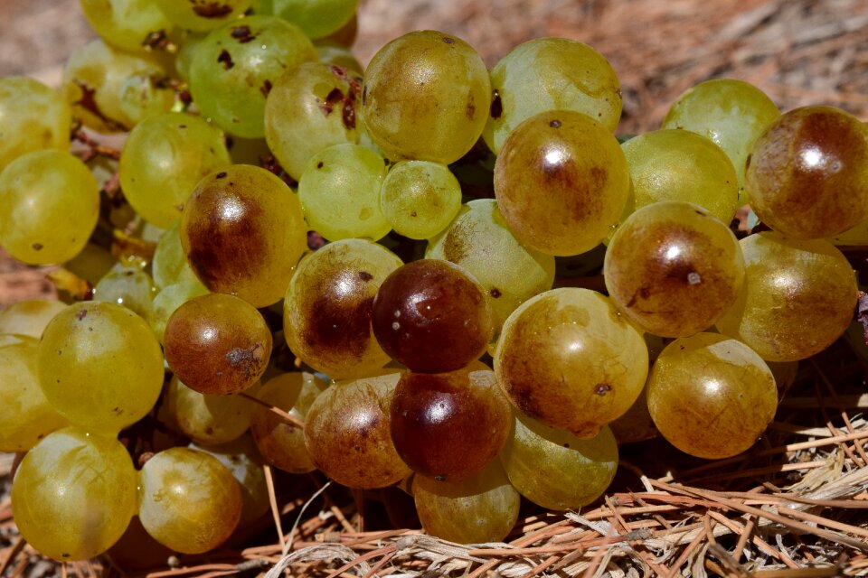 Fruit table grapes healthy