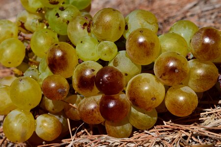 Fruit table grapes healthy photo
