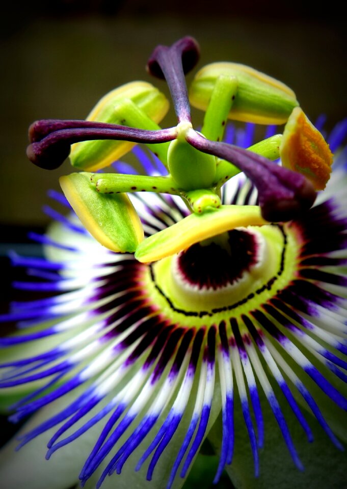 Bloom nature flower