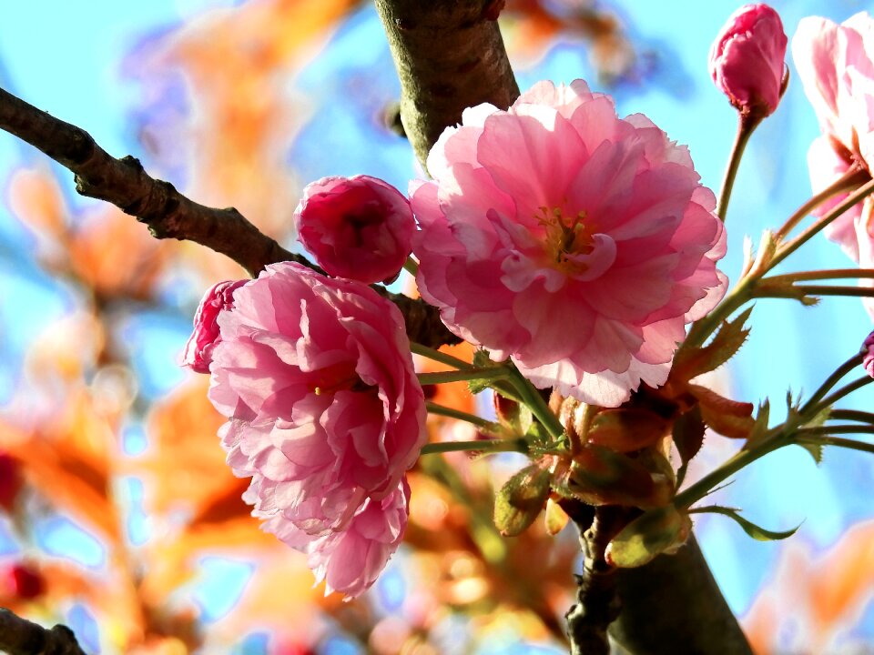 Spring nature japanese cherry