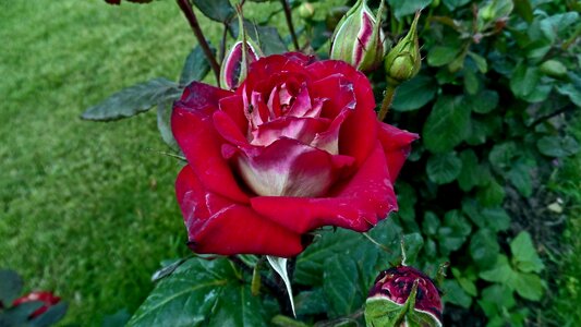 Red rose flowers bud photo