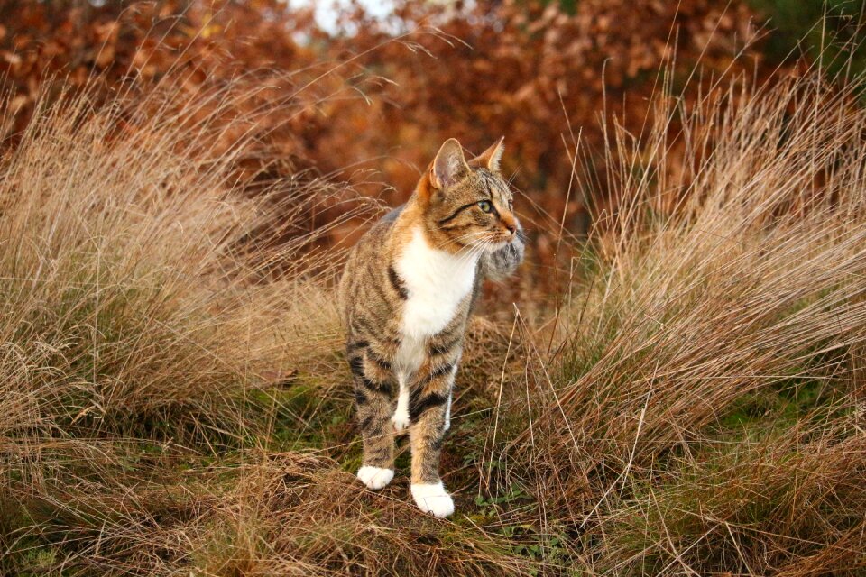 Domestic cat grass autumn