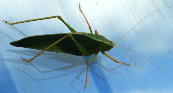 Katydid burnie 20190101-001 photo