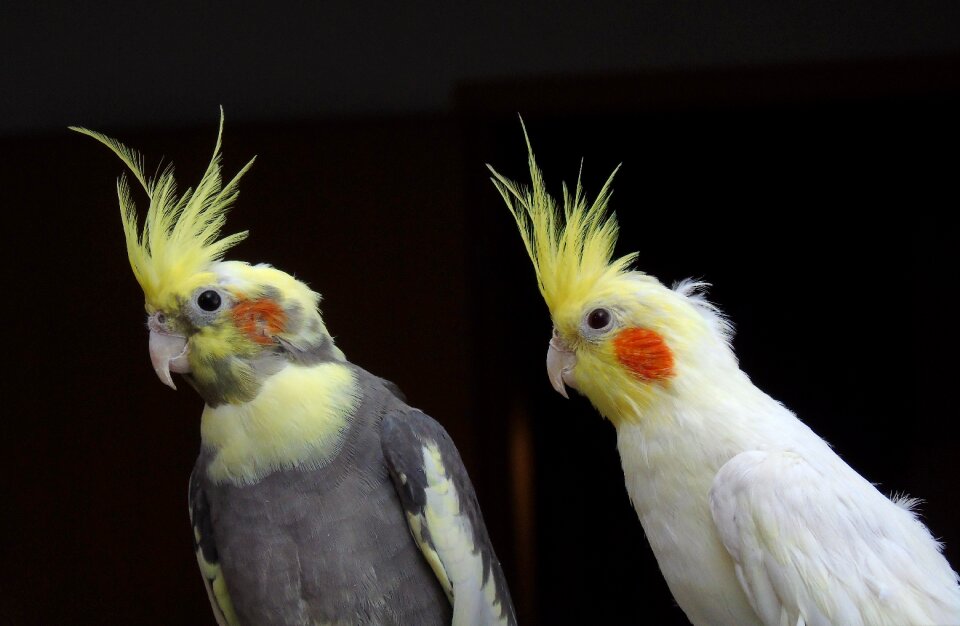 Bird closeup animals