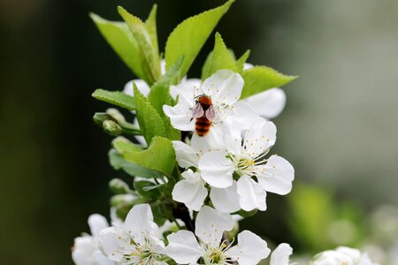 Bee insect pollination photo