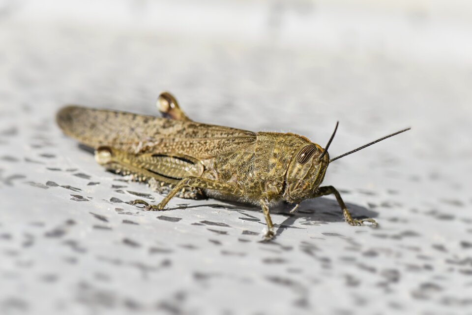 Mediterranean migratory grasshopper ornithopter