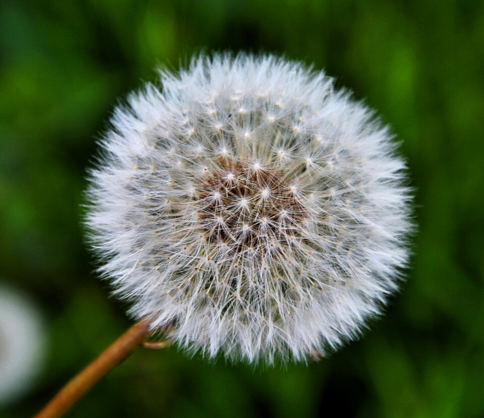 Dandelion nature Free photos