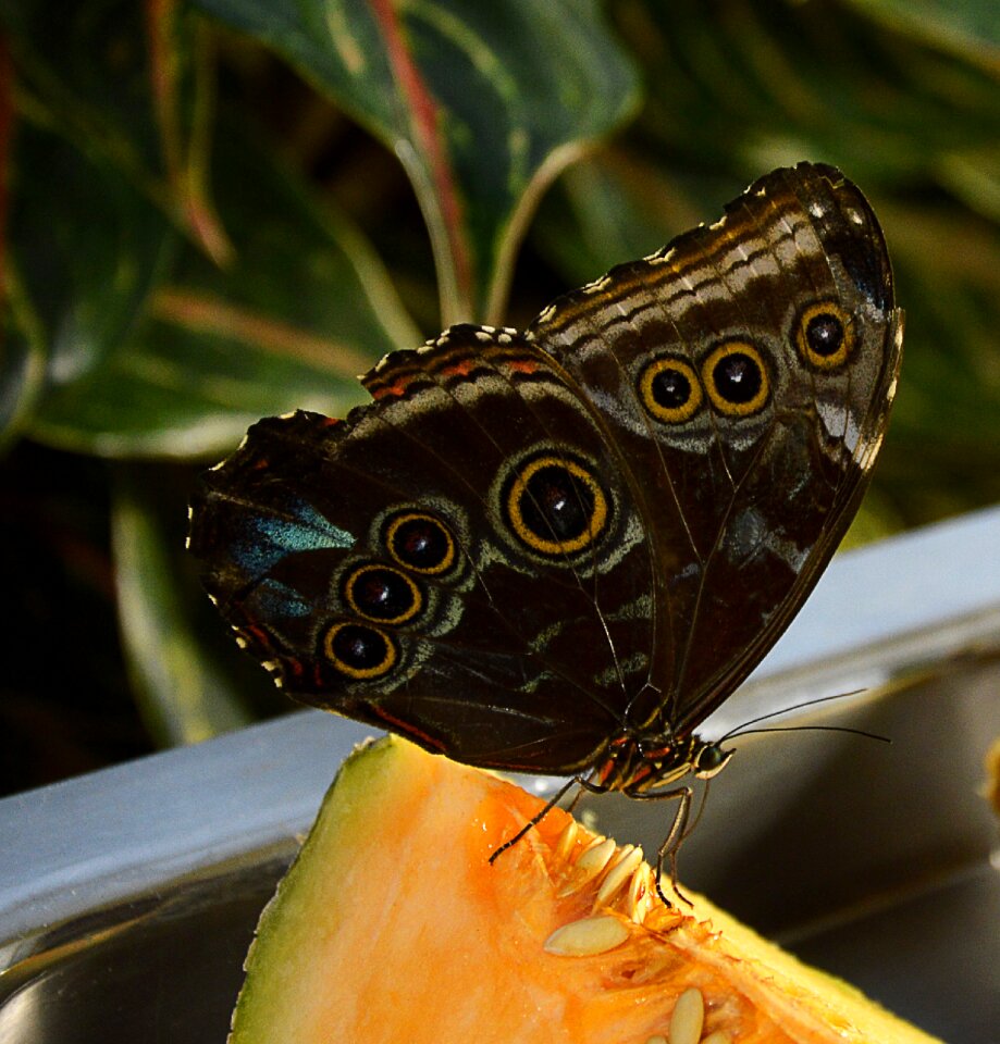 Butterfly brown food