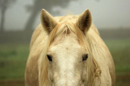 Cute mist fog