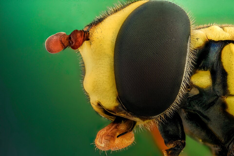 Closeup nature portrait