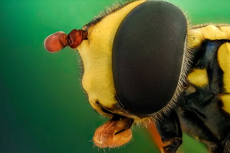 Closeup nature portrait