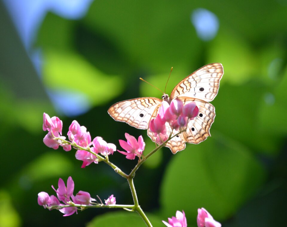 Nature wing green
