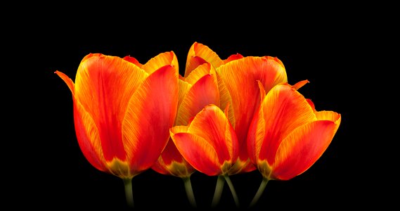 Spring spring flower plant
