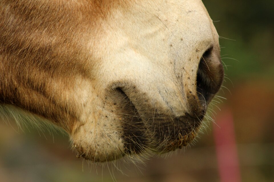 Nose whiskers nostrils