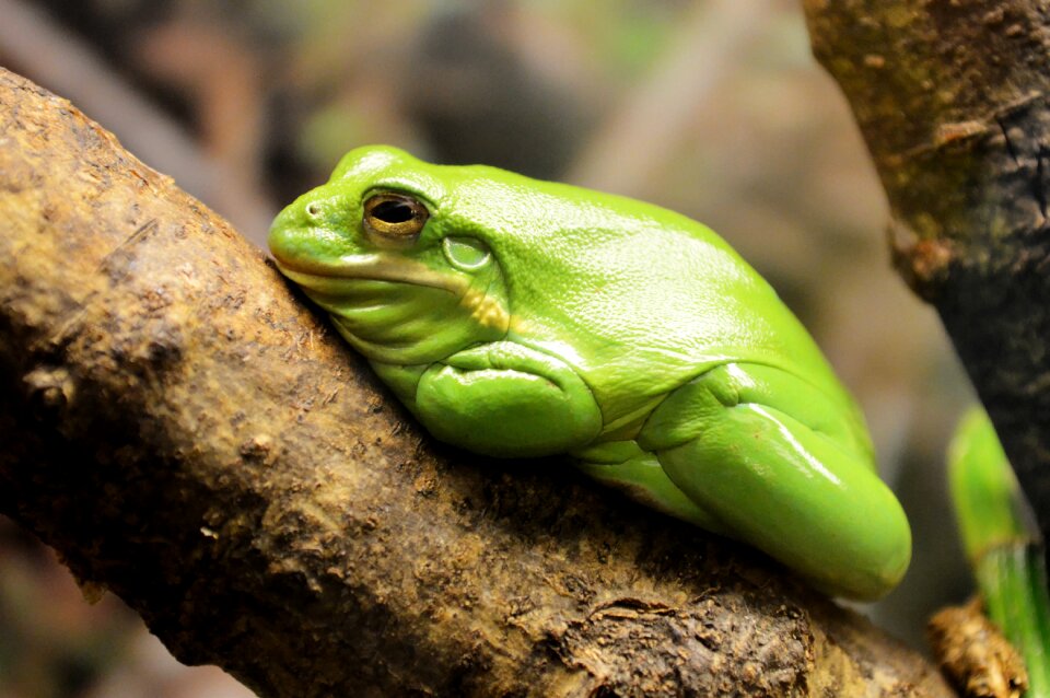 Nature wildlife amphibian