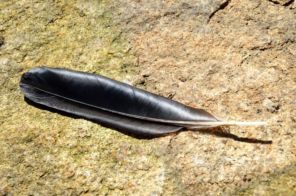 Feather black glazed includes
