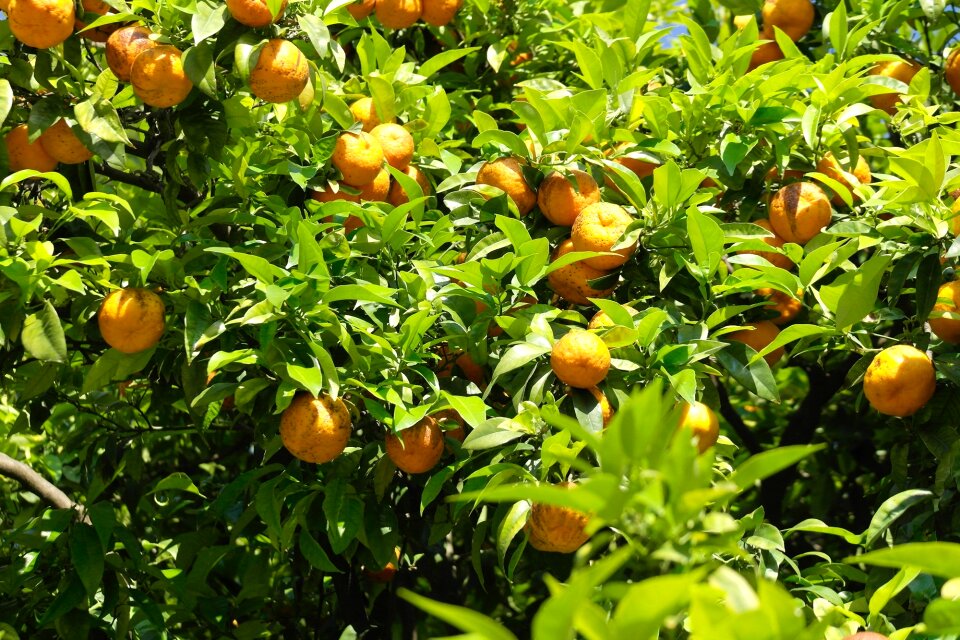 Orange tree nature fruit