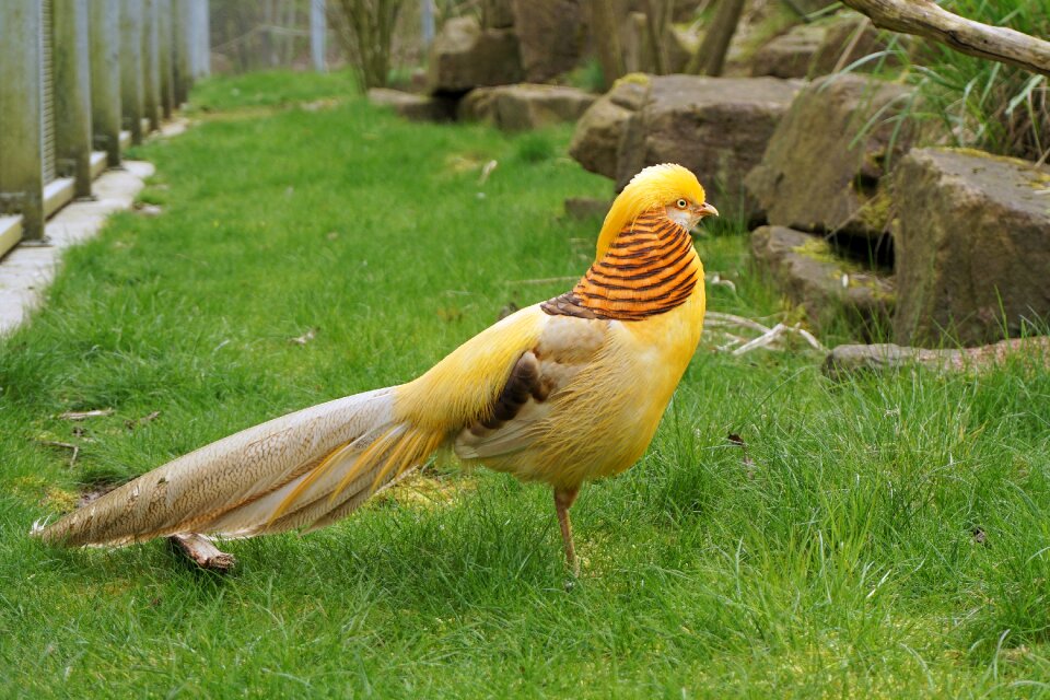 Species plumage animal world