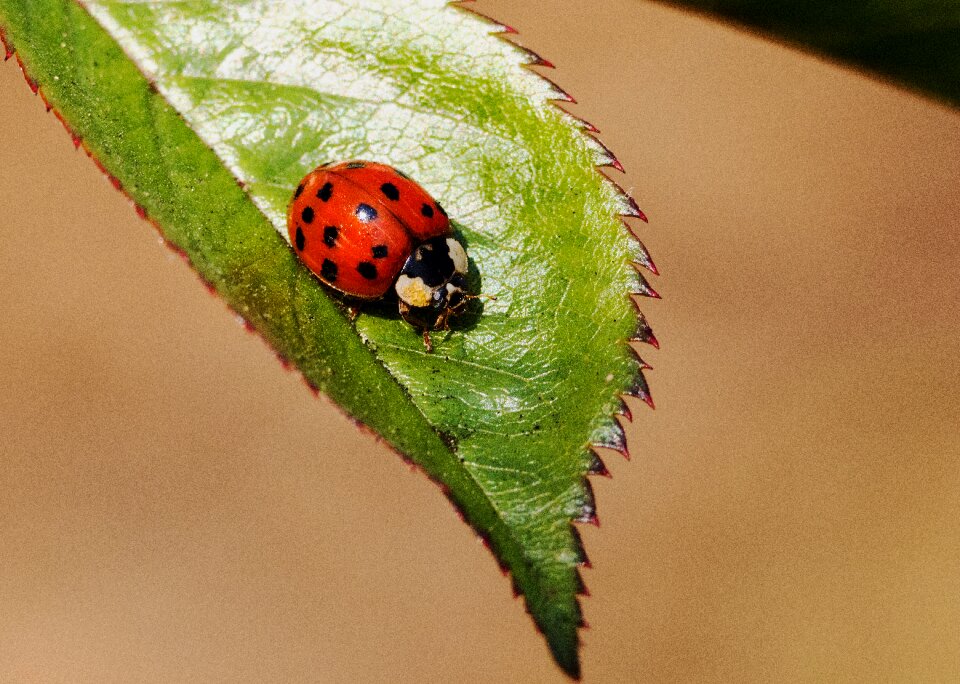 Beetle macro lucky charm