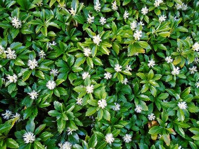 Garden plant flora
