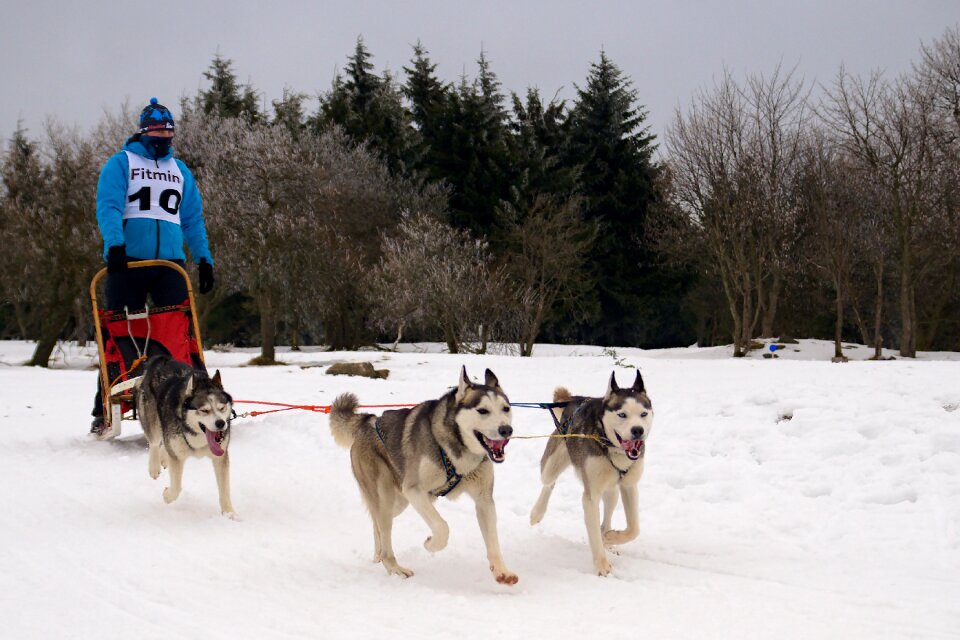 Dog sleigh mushing