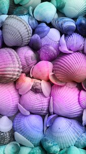 Shells decoration fresh mussels