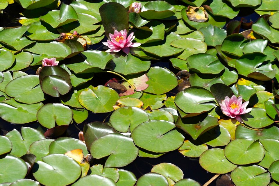 Pond nuphar flower