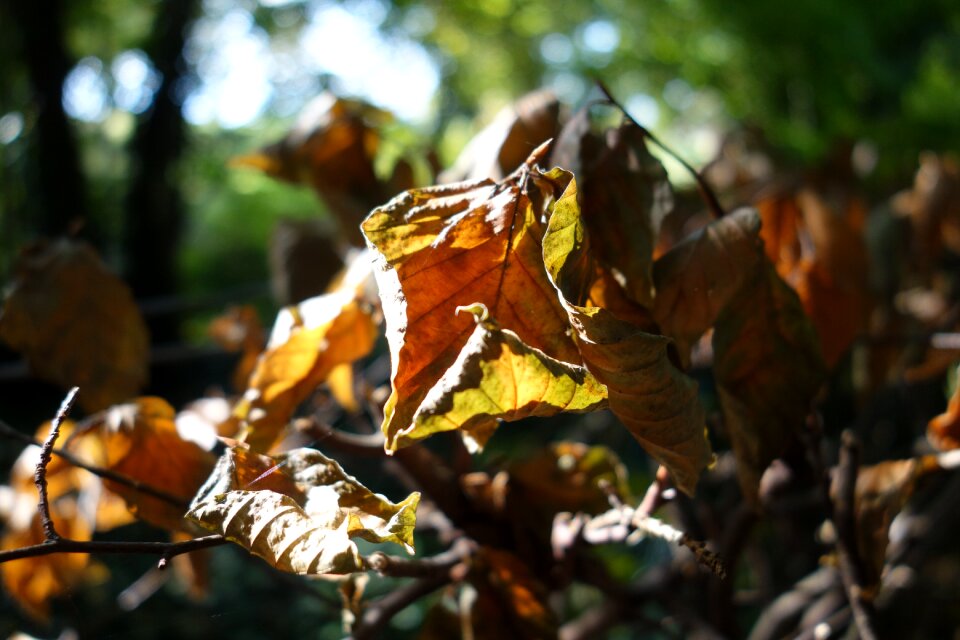 Forest floor fall color golden autumn photo