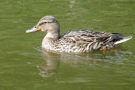 Mallard female water photo