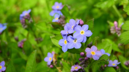 Vernal blue flowers purple flowers