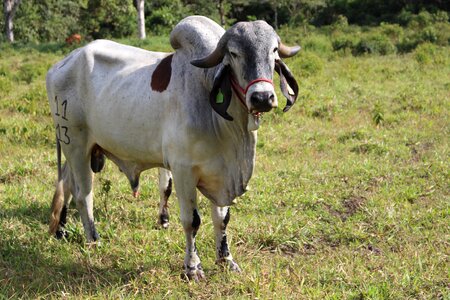 Cow bullock cream photo